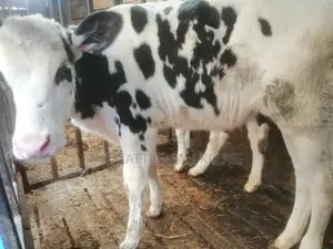 Pedigree Calf