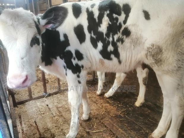 Pedigree Calf - thumbnail 5