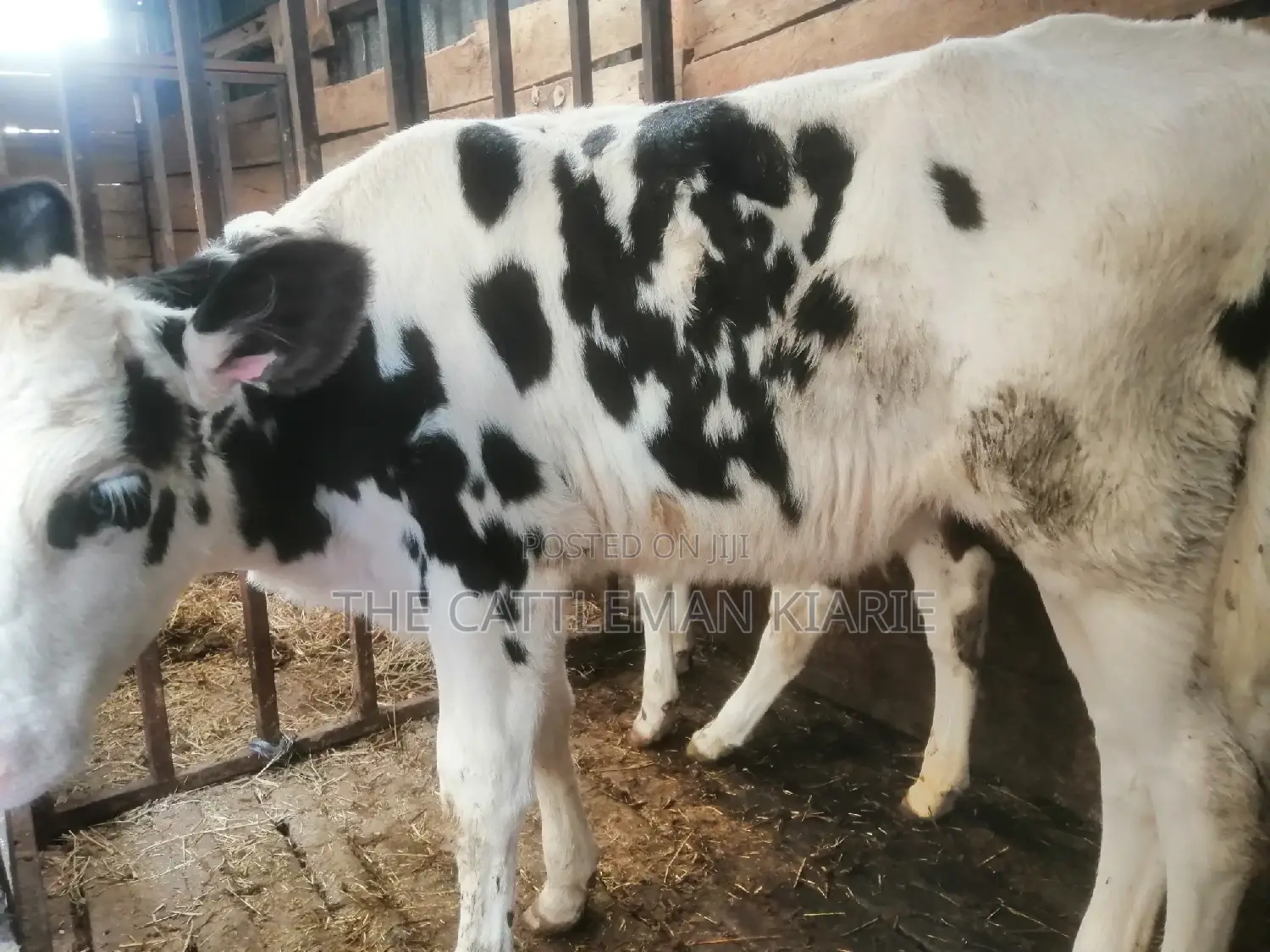 Pedigree Calf