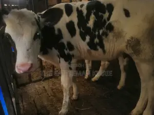 Pedigree Calf
