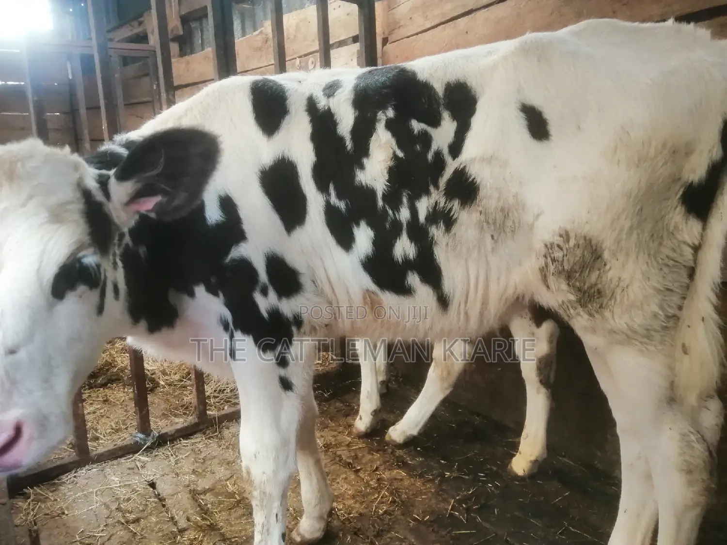 Pedigree Calf