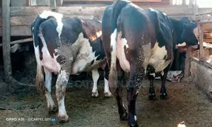 8.5 Months Incalf Heifers for Sale