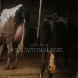 Lactating Pedigrees