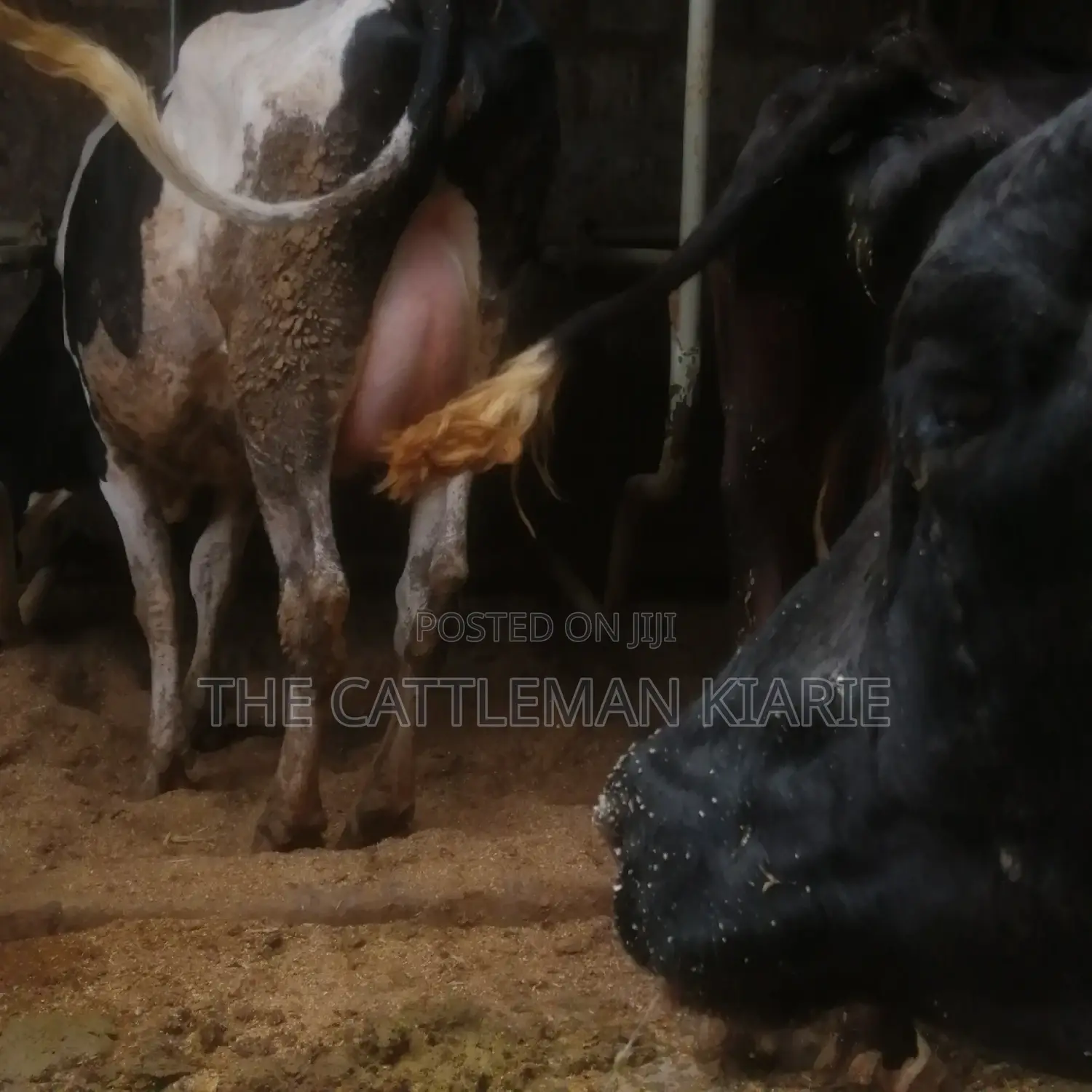 Lactating Pedigrees