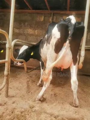 Lactating Pedigrees
