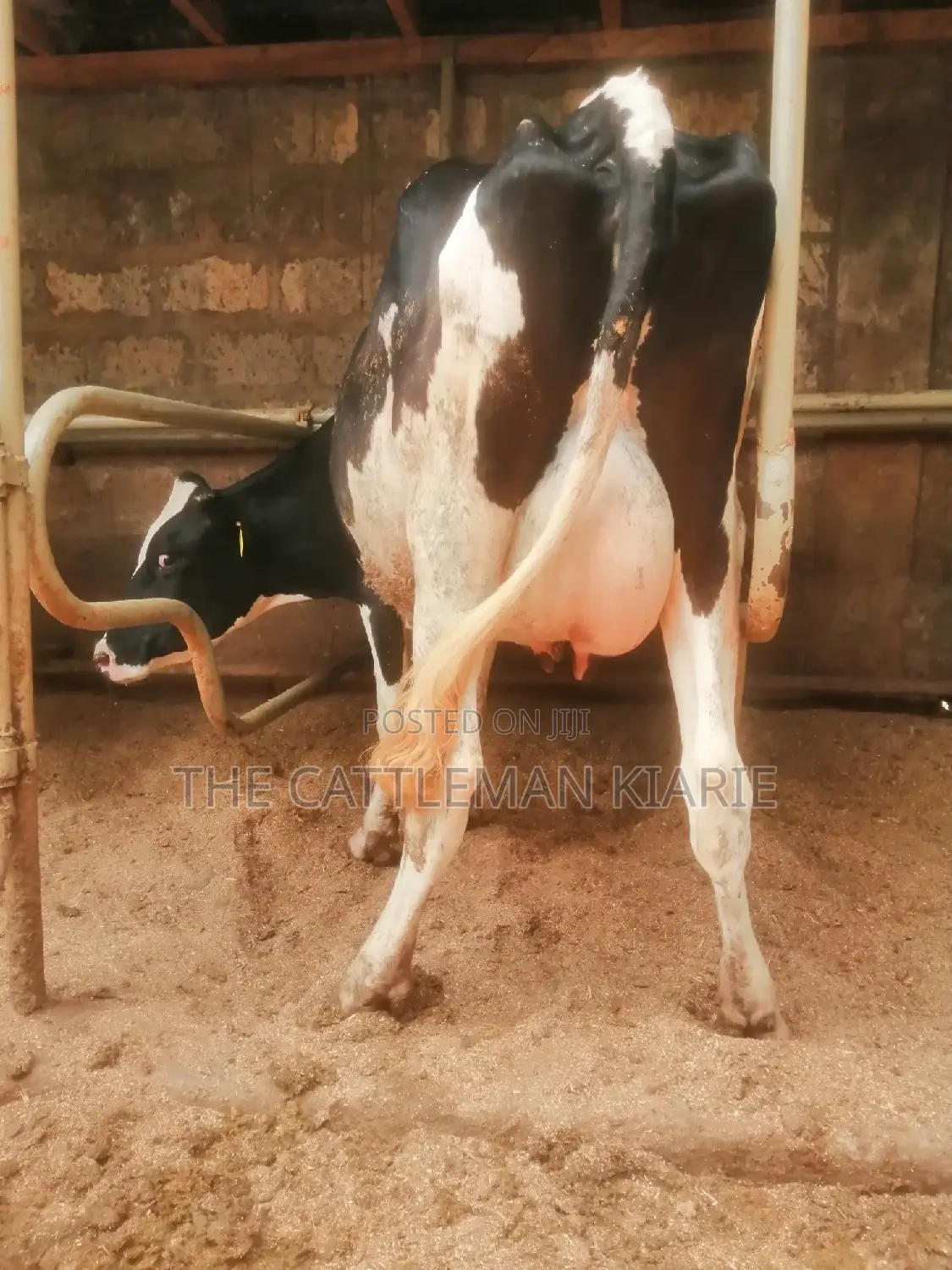 Lactating Pedigrees