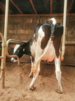 Lactating Pedigrees