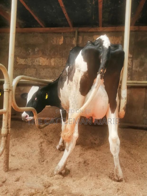 Lactating Pedigrees - thumbnail 5