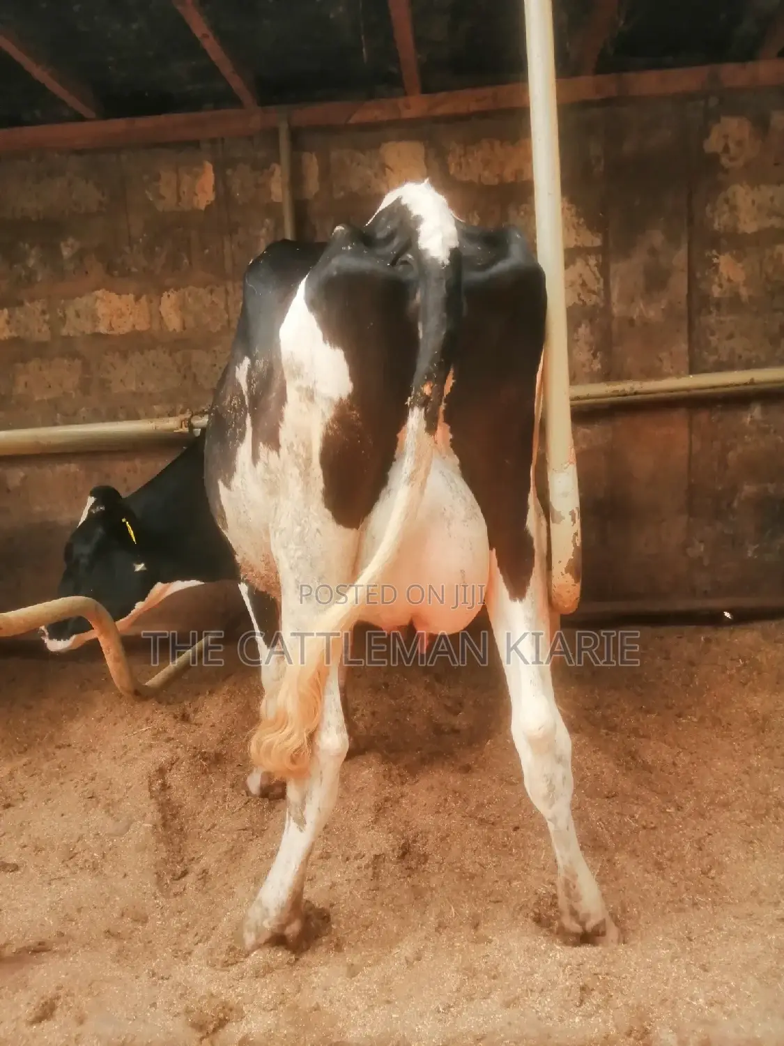 Lactating Pedigrees