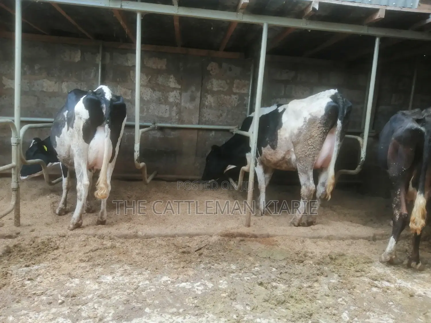 Lactating Pedigrees