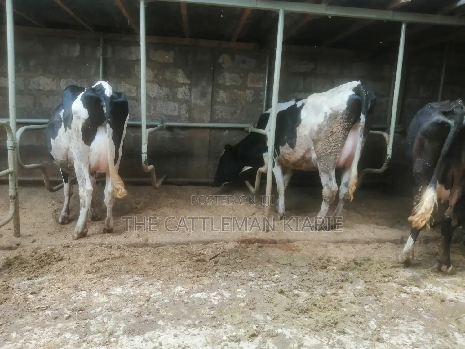 Lactating Pedigrees