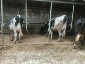 Lactating Pedigrees