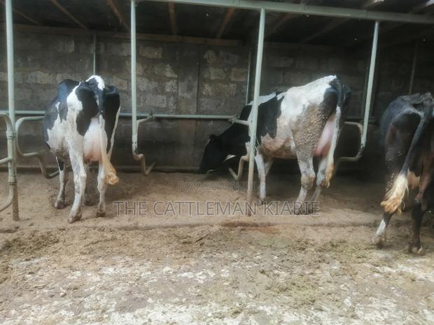 Lactating Pedigrees - thumbnail 6