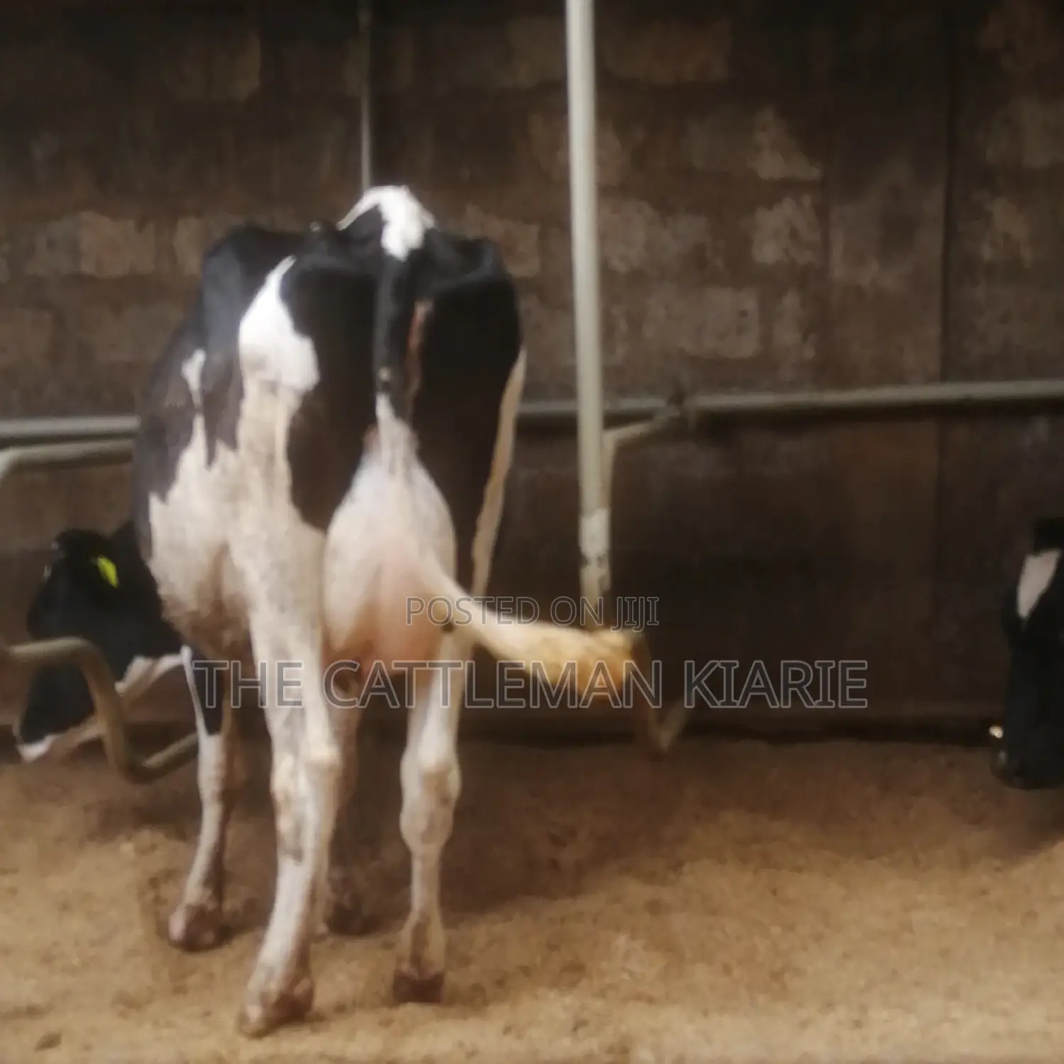 Lactating Pedigrees
