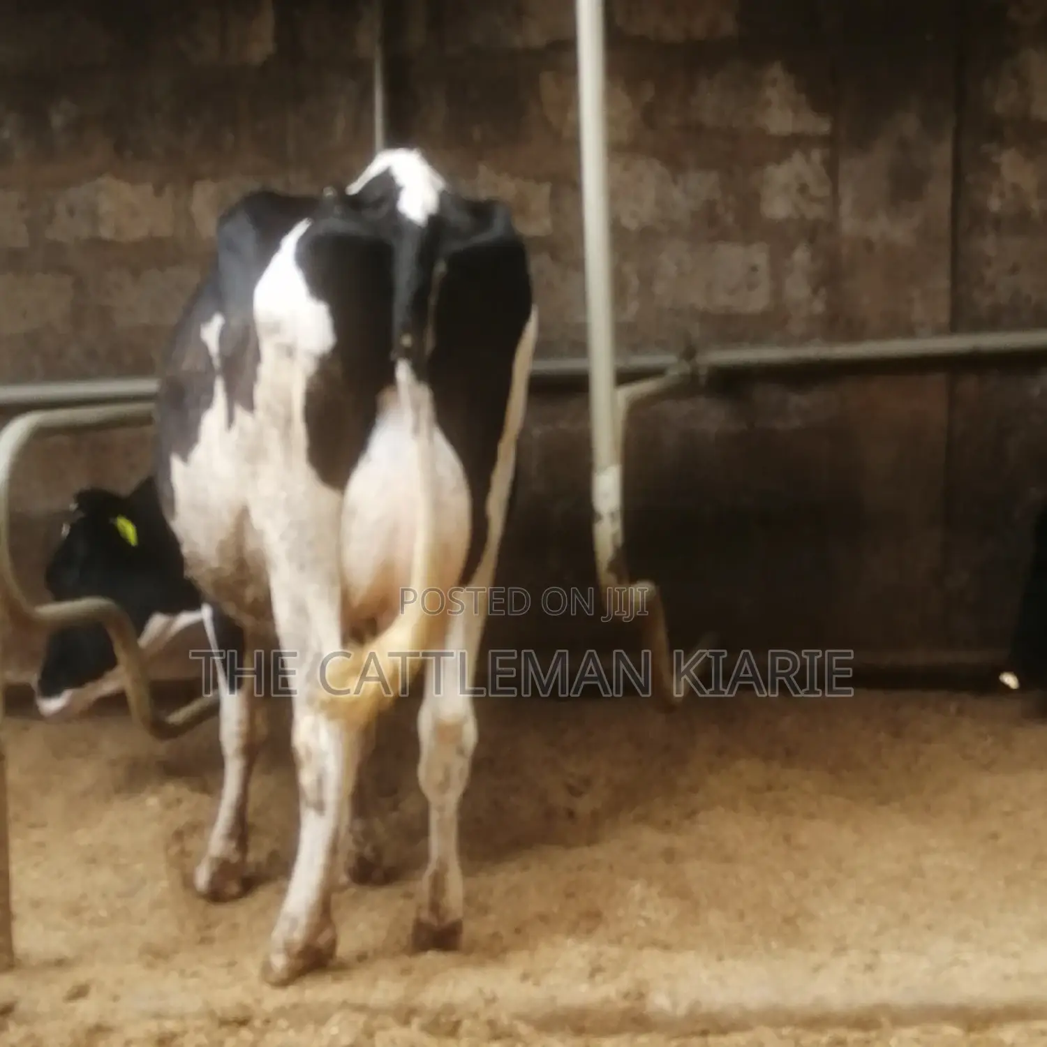 Lactating Pedigrees