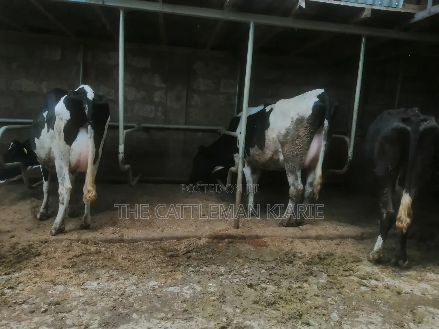 Lactating Pedigrees