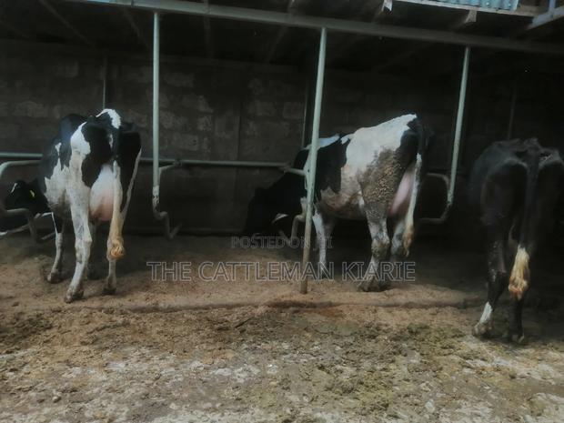 Lactating Pedigrees - thumbnail 10