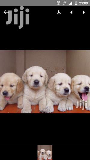 Baby Male Purebred Golden Retriever