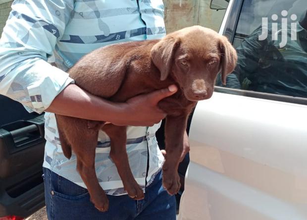 1-3 Month Female Purebred Labrador Retriever