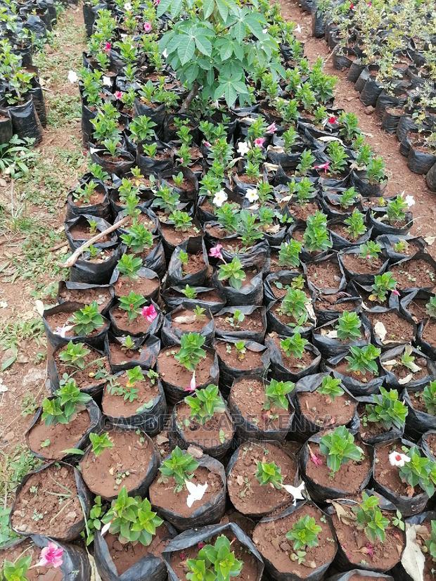 Mandevilla Plants