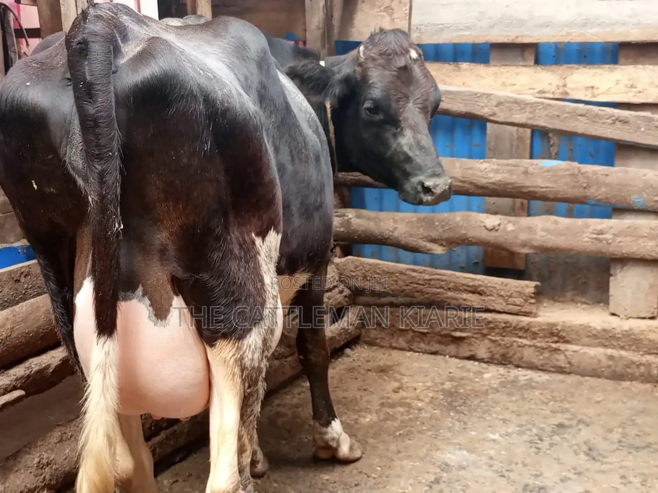 Freshly Calved Heifer