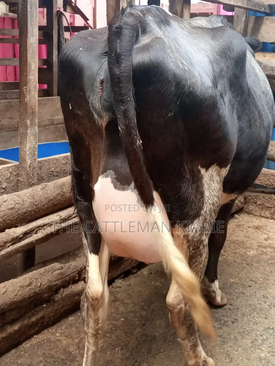 Freshly Calved Heifer