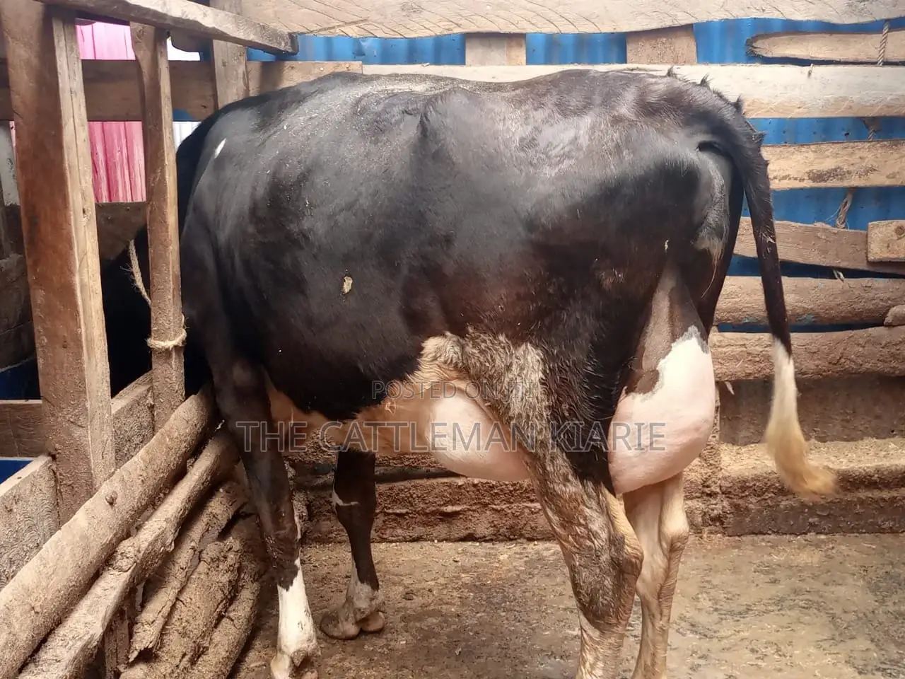Freshly Calved Heifer