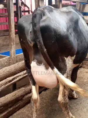 Freshly Calved Heifer