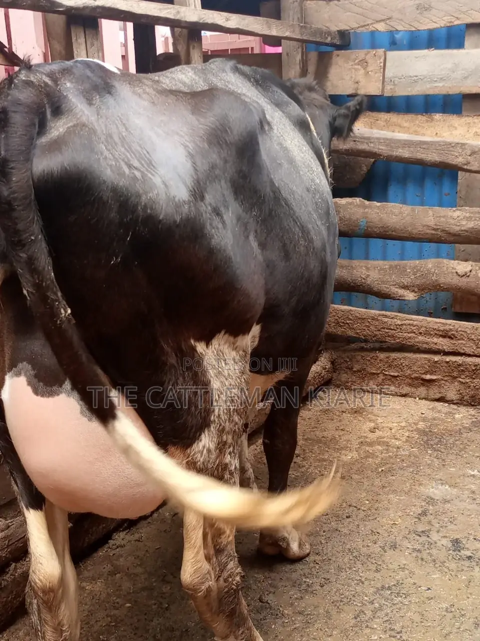 Freshly Calved Heifer