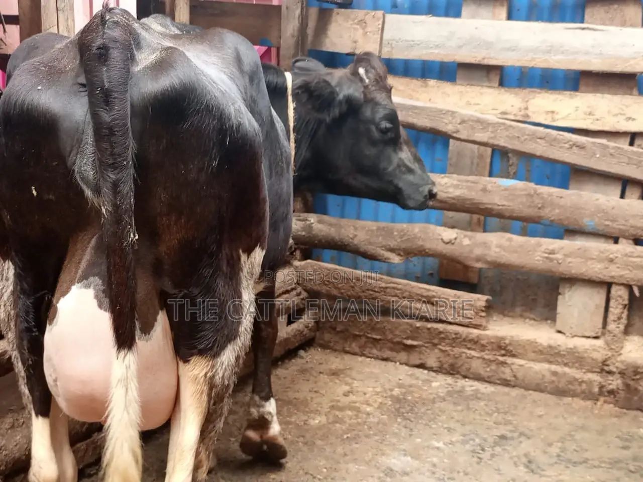 Freshly Calved Heifer