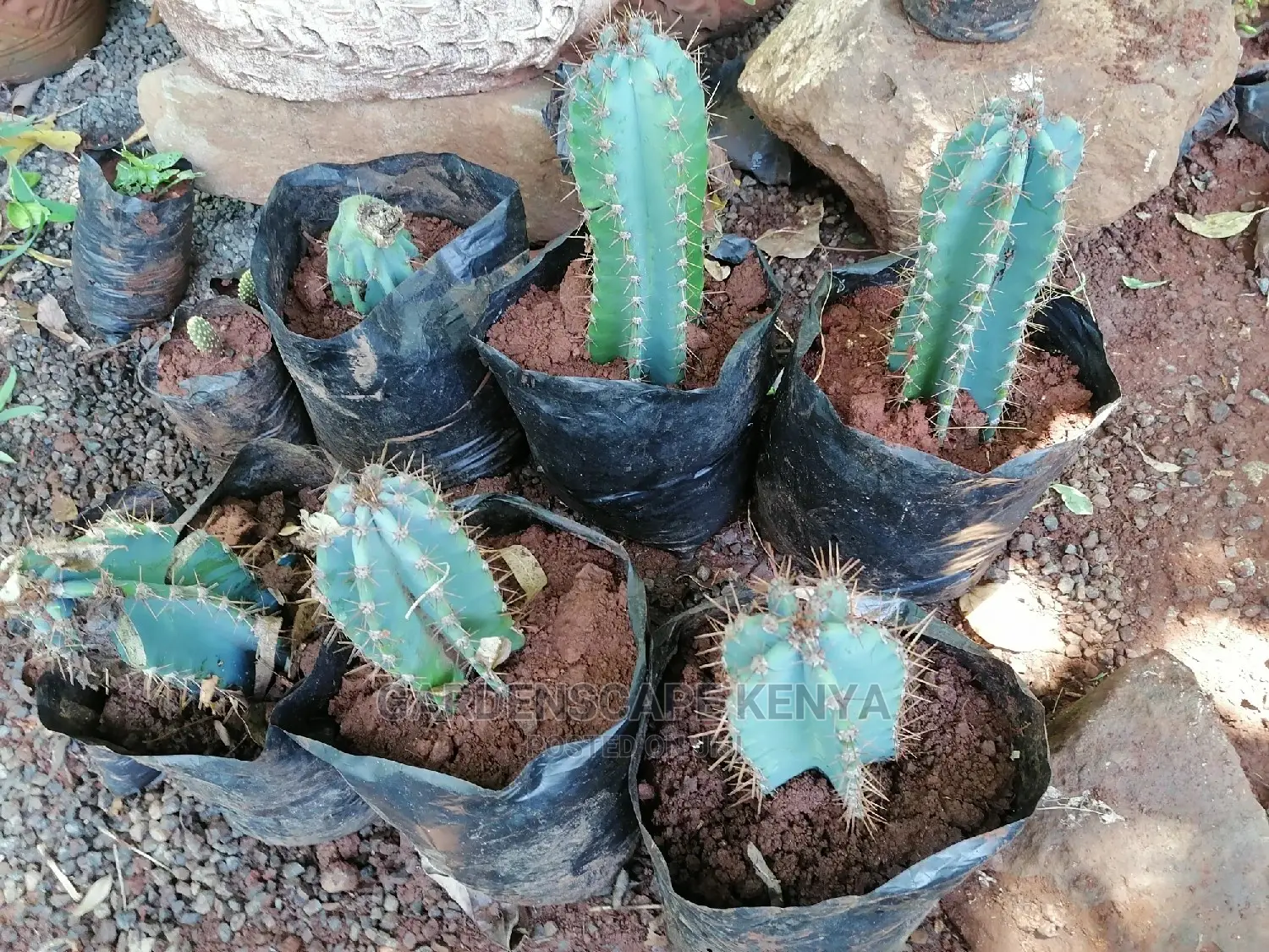 Cactii Plants