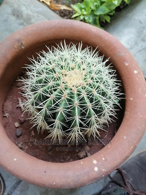 Cactii Plants - thumbnail 2