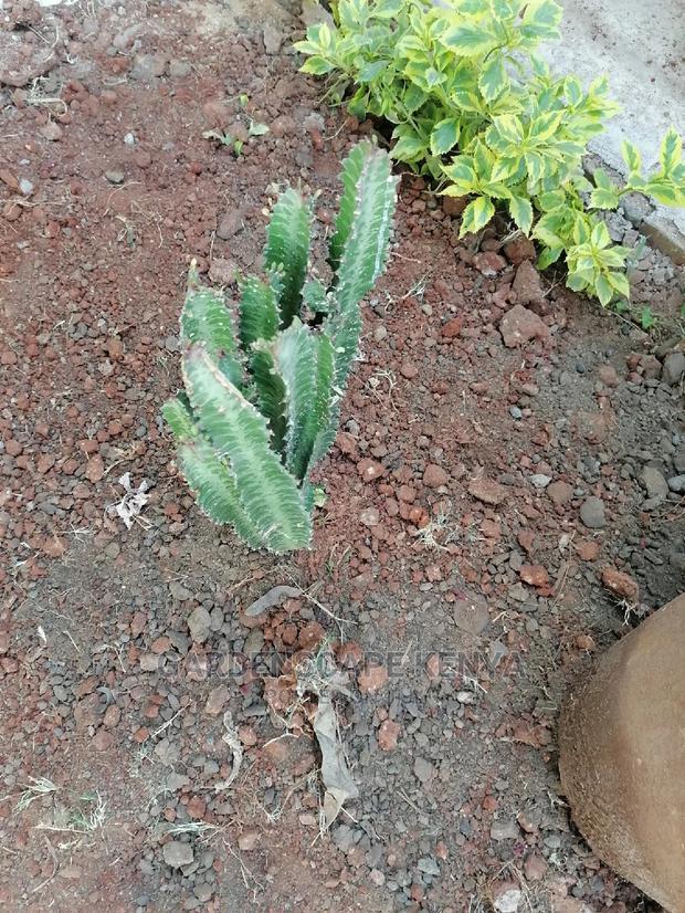 Cactii Plants - main view