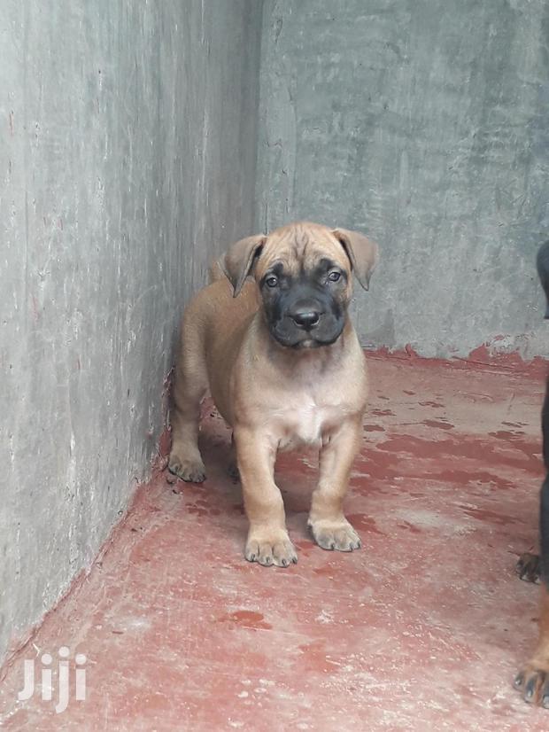 1-3 Month Male Purebred Boerboel