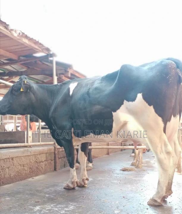 Freshly Calved Pedigree Friesian - main view