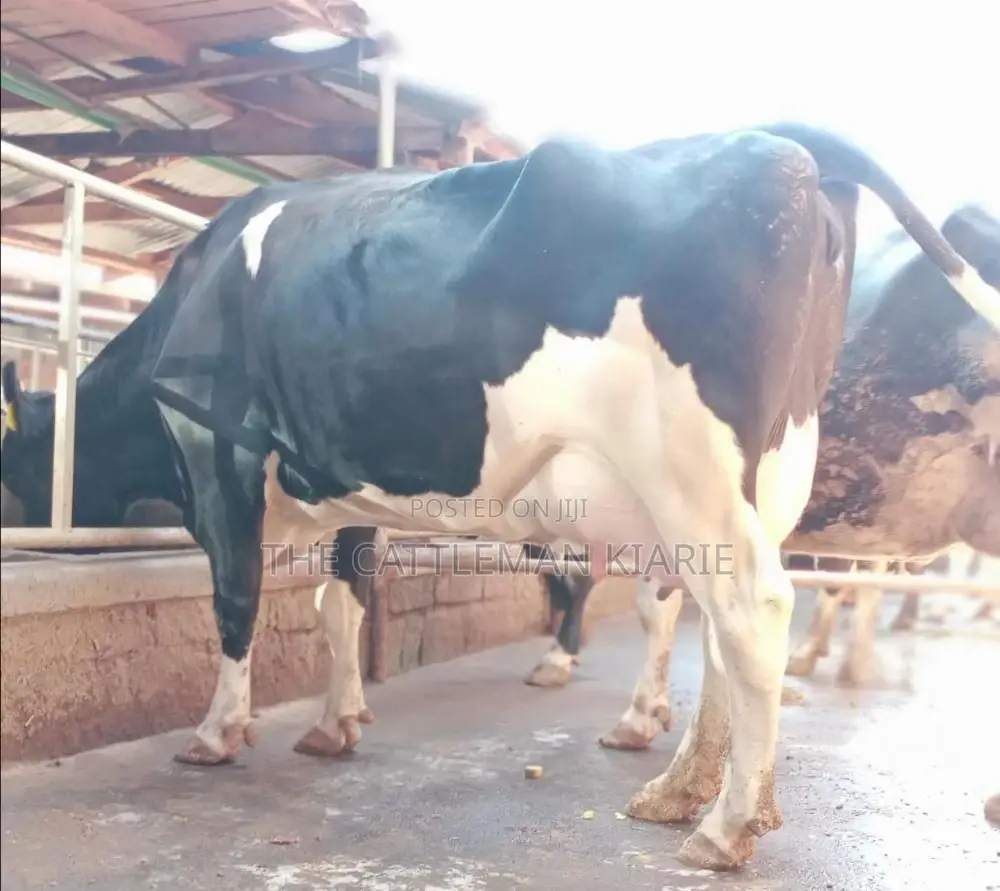 Freshly Calved Pedigree Friesian