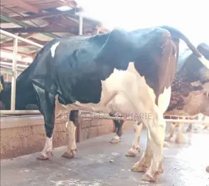 Freshly Calved Pedigree Friesian