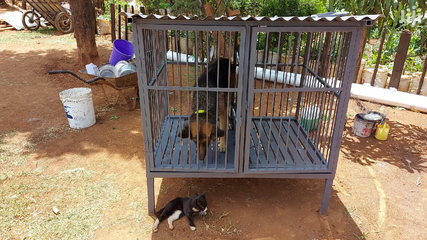 Assorted Dog Cages