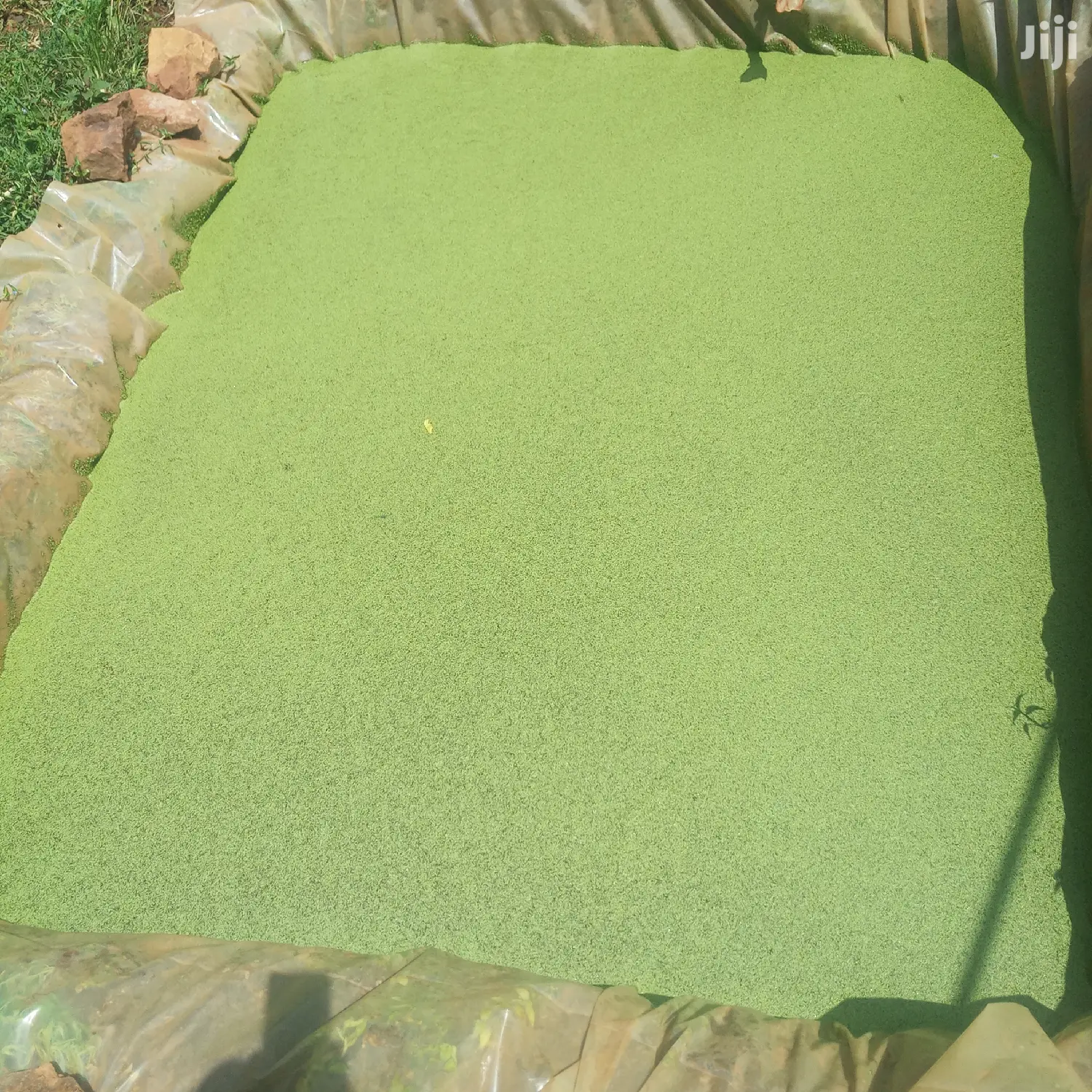 Azolla / Lemna Minor and Duck Weed High Protein Feed