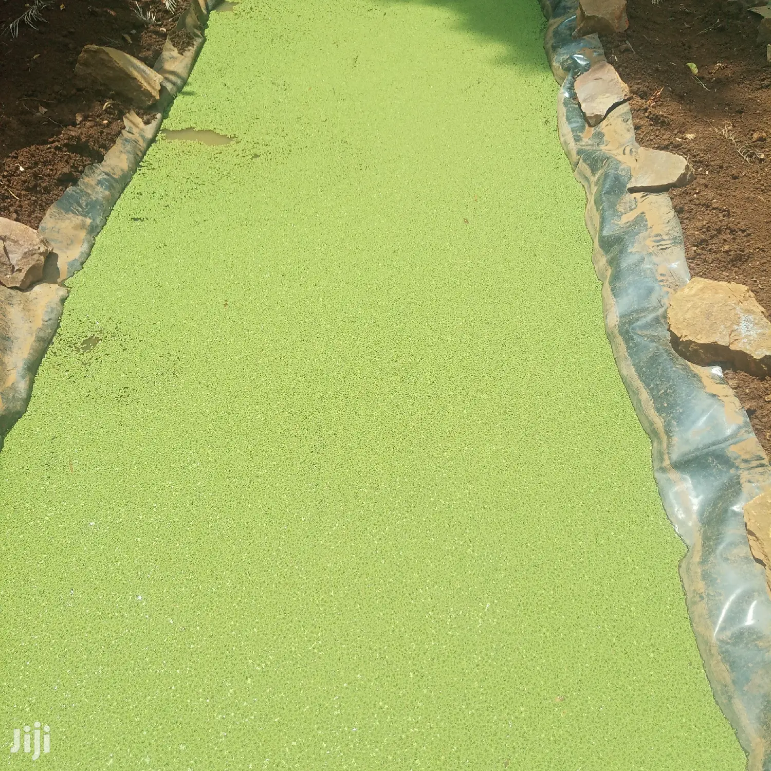 Azolla / Lemna Minor and Duck Weed High Protein Feed