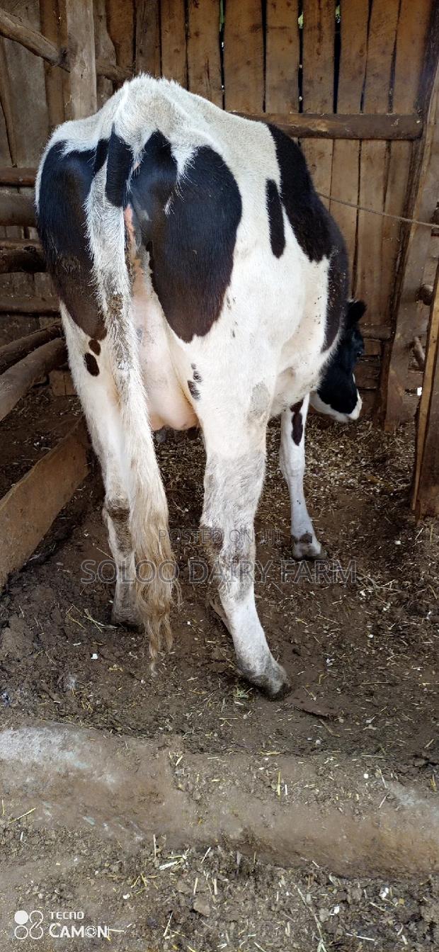 8 Mnths Incalf Heifer for Sale