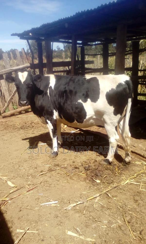 2nd Incalf ,8mnths Incalf With a Pro. Of 24+Ltrs/Day