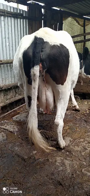 Good Dairy Cows