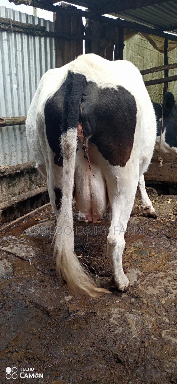 Good Dairy Cows - main view