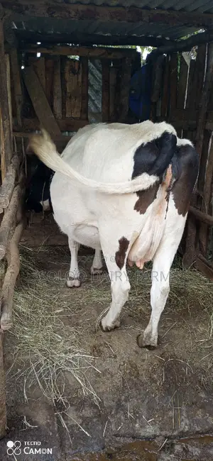Good Dairy Cows
