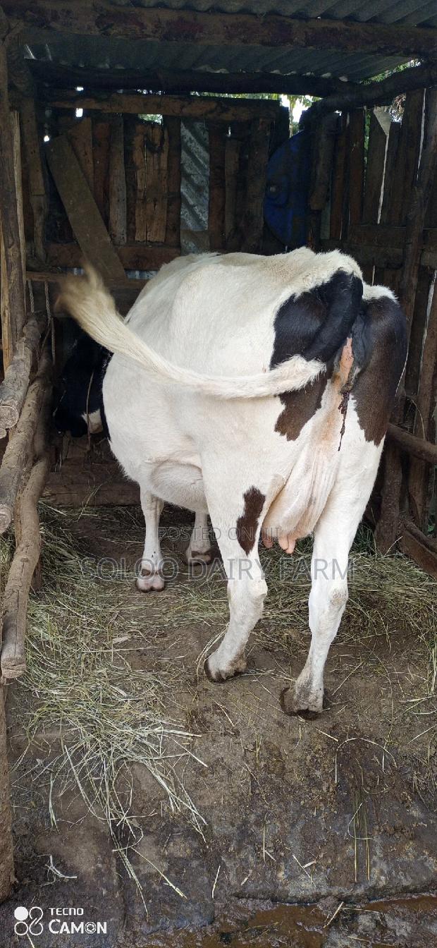 Good Dairy Cows - thumbnail 2