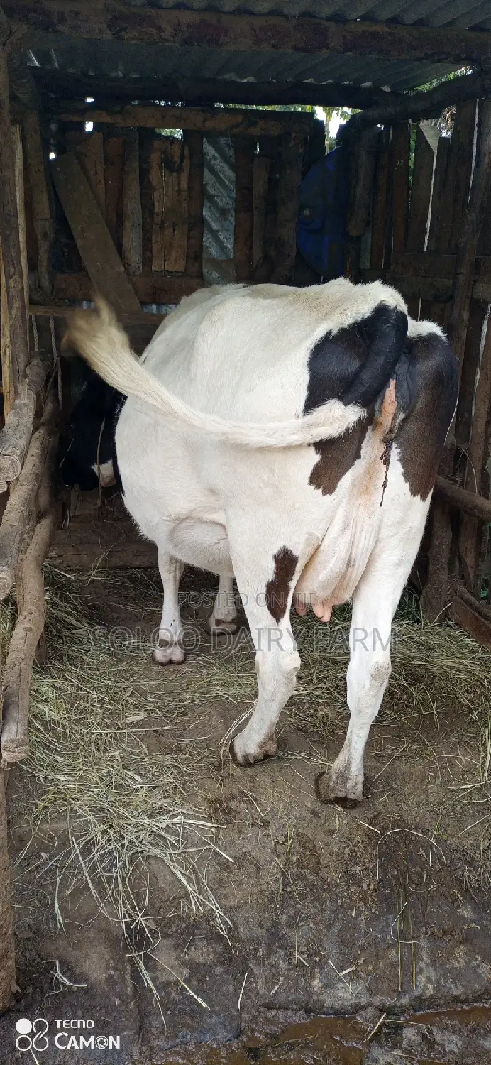 Good Dairy Cows