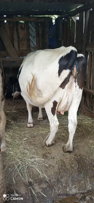 Good Dairy Cows