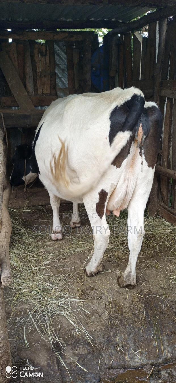 Good Dairy Cows - thumbnail 3