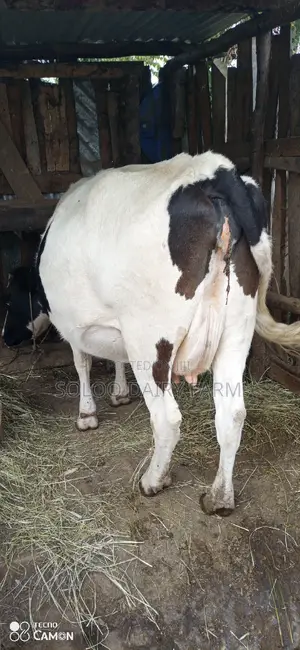 Good Dairy Cows